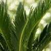 Green boutiQ - Zimmerpflanze - Cycas revoluta - Palmfarn - Produktbild-Vorschau 4