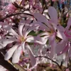 Magnolia Stellata Rosea 2L Podgląd zdjęcia produktu 1