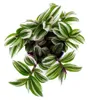 Trzy kwiaty mistrzowskie – Tradescantia „White” – łatwa w Podgląd zdjęcia produktu 2