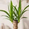 Palmlilie 1-stämmig - pflegeleichte Zimmerpflanze, Yucca Produktbild-Vorschau 6
