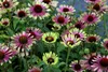 Stauden Gänge 1 x Echinacea purpurea 'Green Twister' - Bunt Produktbild-Vorschau 2