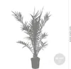 Bloomique - Phoenix Canariensis - Kanarische Dattelpalme - Produktbild-Vorschau 3