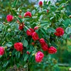 Kamelia japońska - 2 szt - Camellia japonica 'Dr. King' - Podgląd zdjęcia produktu 3