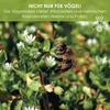 Vogelmiere Samen (Stellaria media) - Wertvolle Heilpflanze Produktbild-Vorschau 5