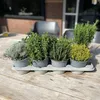 Zynesflora 4 Stück Italienische Kräuter Pflanzen im Ø 14 cm Produktbild-Vorschau 2