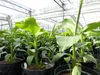 2 Stück Bananenstaude Musa Basjoo 60 - 80 cm winterhart Produktbild-Vorschau 1