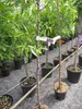 Mandelbaum Genco - Prunus amygdalus genco - Hochstamm Produktbild-Vorschau 1