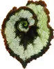 Blattschmuck-Begonie "Princess of Hanover" - Königsbegonie Produktbild-Vorschau 2
