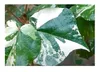 10x Hibiscus tiliaceus Strauch Eibisch Garten Pflanzen - Produktbild-Vorschau 7