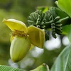GreenboutiQ - Obstpflanze - Bananenpflanze - Musa Basjoo - Produktbild-Vorschau 4