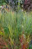 Panicum virgatum 'Northwind', Rutenhirse, aufrecht, 3-5 Produktbild-Vorschau 14