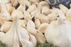 Winter-Pflanzknoblauch (Steckknoblauch) (3 Stück) | Produktbild-Vorschau 2