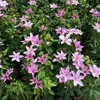 2 x Clematis hagley Hybrid (plamének) - sada 2 popínavých Náhled obrázku produktu 7