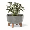 A potted plant with dark green and white striped leaves sits in a gray planter with wooden legs against a white background. Náhľad obrázku produktu