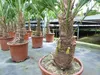 Palme winterhart 150 - 180 cm Trachycarpus Wagnerianus Produktbild-Vorschau 2