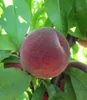 BALDUR Garten 1x Säulen-Pfirsich 'Ellora®', Pflanze im 3 Produktbild-Vorschau 2