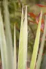Yucca filamentosa, Palmlilie, 40–60 cm Produktbild-Vorschau 4
