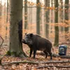 Agrarzone Buchenholzteer 6 kg Lockmittel Schwarzwild Produktbild-Vorschau 6