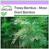 SAFLAX - Moso Giant Bamboo - 20 Nasiona - Phyllostachys Podgląd zdjęcia produktu 8