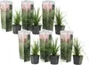 Pampasgräser - 6 Stk - Cortaderia selloana - Höhe 25-40cm - Produktbild-Vorschau 1