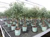 Eucalyptus Gunni Stamm Eukalyptusbaum, 70 - 90 cm, Pflanze Produktbild-Vorschau 1