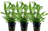 Aquarium Pflanze 3 Stück Hygrophila Siamensis 53B Produktbild-Vorschau 1