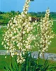 Yucca filamentosa, Palmlilie, 40–60 cm Produktbild-Vorschau 14