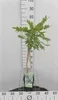 Wisteria fl. 'Alba' - Weiße Japanische Blauregen 50-60 cm | Produktbild-Vorschau 2