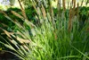 Stauden Gänge 10 x Carex oshimensis 'JS Greenwell' im 1 Produktbild-Vorschau 6