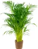 Dypsis Lutescens - Goldfruchtpalme - Areca Palme - Produktbild-Vorschau 1