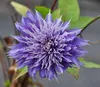 Clematis hybr. 'Multi Blue' - Lesná réva 'Multi Blue' 50-60 Náhľad obrázku produktu 3