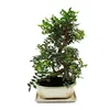 Bonsai - Pistacia lentiscus - Arbusto di lentisco - Anteprima dell’immagine prodotto 2