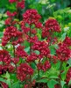 Rote Spornblume Coccineus, im Topf - Centranthus ruber Produktbild-Vorschau 2