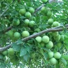 Mirabella-  Can erik  -Veredelt -Prunus cerasifera - 80-100 Produktbild-Vorschau 3