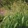 Stauden Gänge 3 x Panicum virgatum 'Northwind' im 1 Liter Produktbild-Vorschau 9