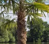 A palm tree stands by a body of water with trees in the background. Produktbild-Vorschau
