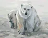 Zuty - Malen nach Zahlen - EISBÄR MIT JUNGTIER (D. RUSTY Produktbild-Vorschau 1