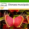 SAFLAX - Venuša - mucholapka - Dionaea muscipula - 10 Náhľad obrázku produktu 9