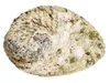 Abalone Muschel 14–17 cm Haliotis midae Räucherschale Produktbild-Vorschau 2