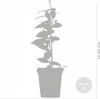 3x Trachelospermum Jasminoides – Toskanischer Jasmin – Produktbild-Vorschau 3