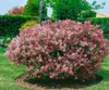 Syringa meyeri 'Palibin', Zwergflieder, lila, 60–80 cm Produktbild-Vorschau 13