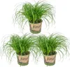 Bloomique - Zestaw 3 szt. - Cyperus Zumula - Trawa dla Podgląd zdjęcia produktu 1