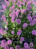 A close-up view of multiple potted Allium 'Millenium' plants with purple flowers and green leaves. Náhľad obrázku produktu