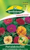 Quedlinburger Saatgut - Portulakröschen Gefüllte - Samen - Produktbild-Vorschau 3