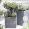 Bloomique - 2er Set - Olea Europaea - Olivenbaum Echt - Produktbild-Vorschau 2