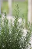 A close-up view of several rosemary plants. Produktbild-Vorschau