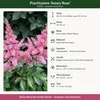 Stauden Gänge 1 x Astilbe arendsii 'Astary Rose' im 0,5 Produktbild-Vorschau 9