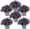 Campanula Addenda Ambella fioletowa zestaw 6 sztuk - Podgląd zdjęcia produktu 1