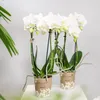Kolibri Orchids | COMBI DEAL von 2 weißen  Produktbild-Vorschau 9