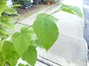 Morus Nigra 170 - 180 cm Schwarze Maulbeere, Produktbild-Vorschau 4
